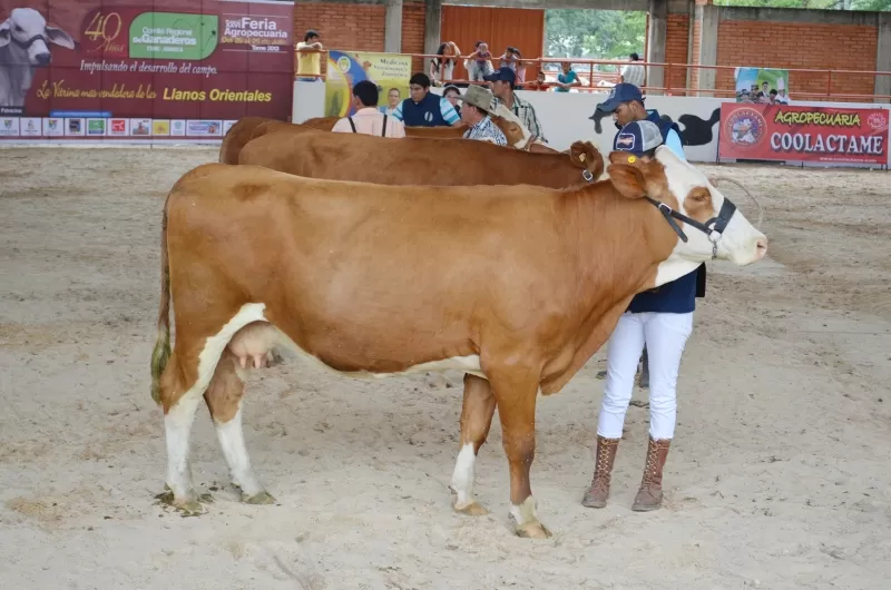 Juzgamiento de ganado.